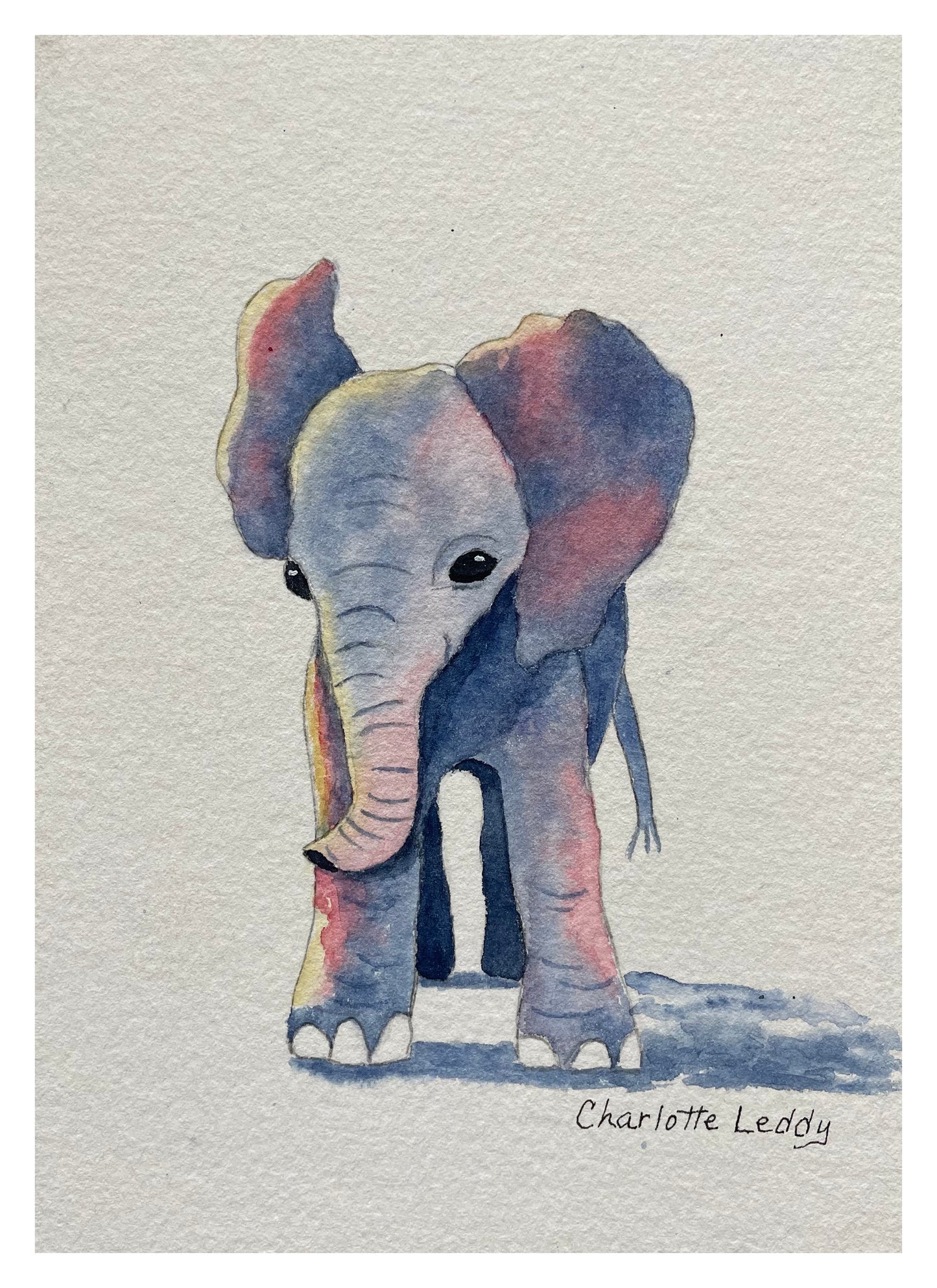 Baby Elephant