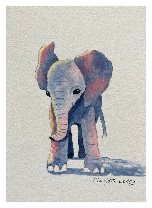 Baby Elephant