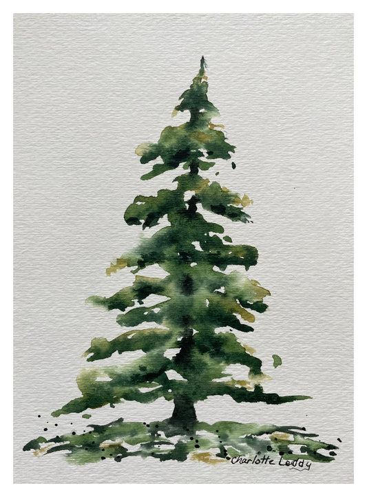 Evergreen