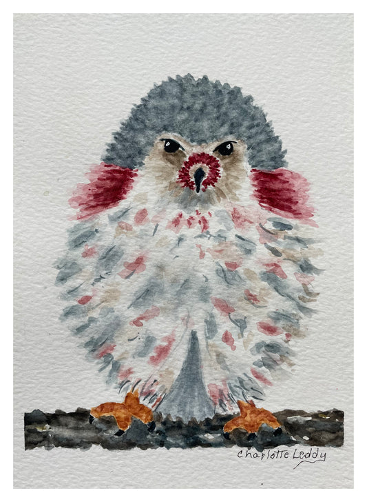 Baby Hawk