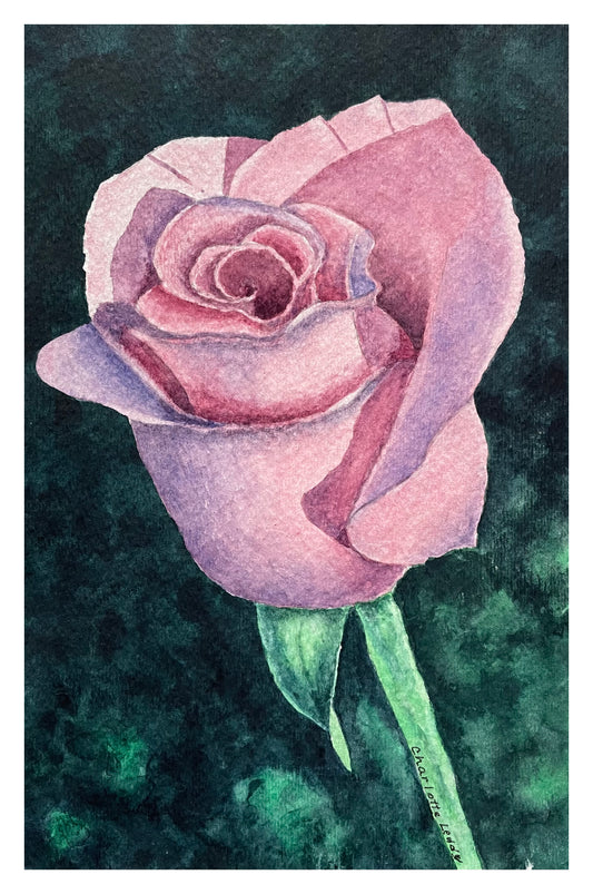 Blush Rose