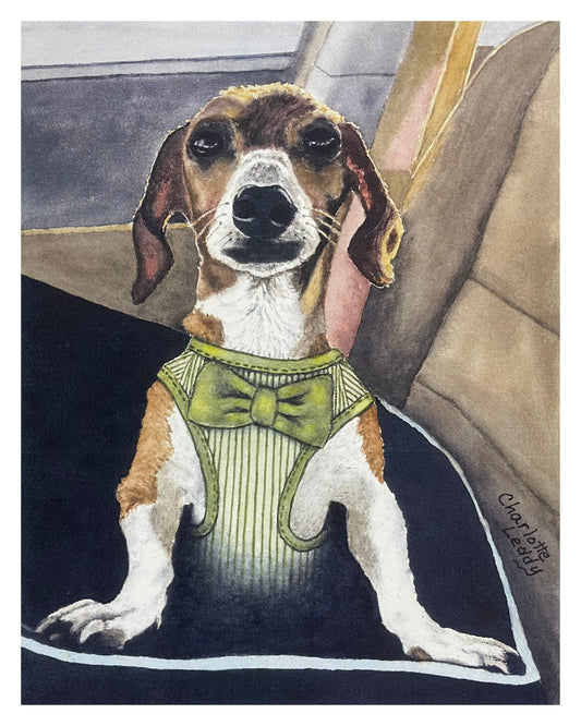 Dapper Pup