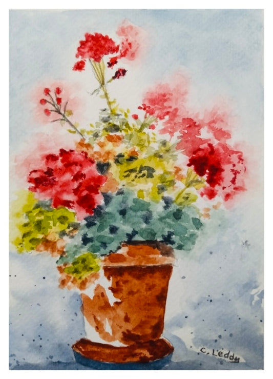 Potted Geraniums